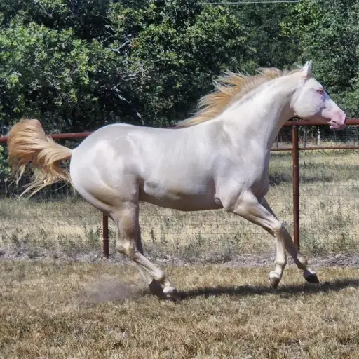 Breeding: Stallion