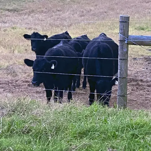 Whole Cow